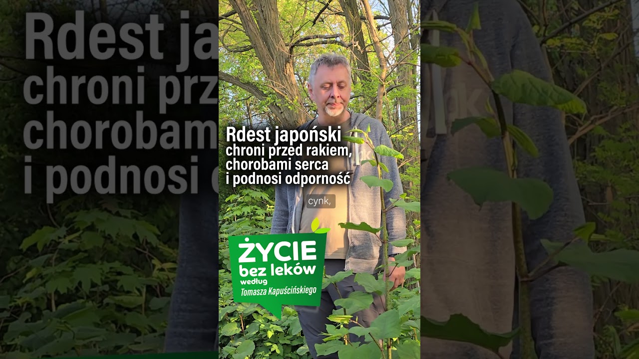Ekspansywny rdest japoński jest bardzo prozdrowotnym ziołem.
