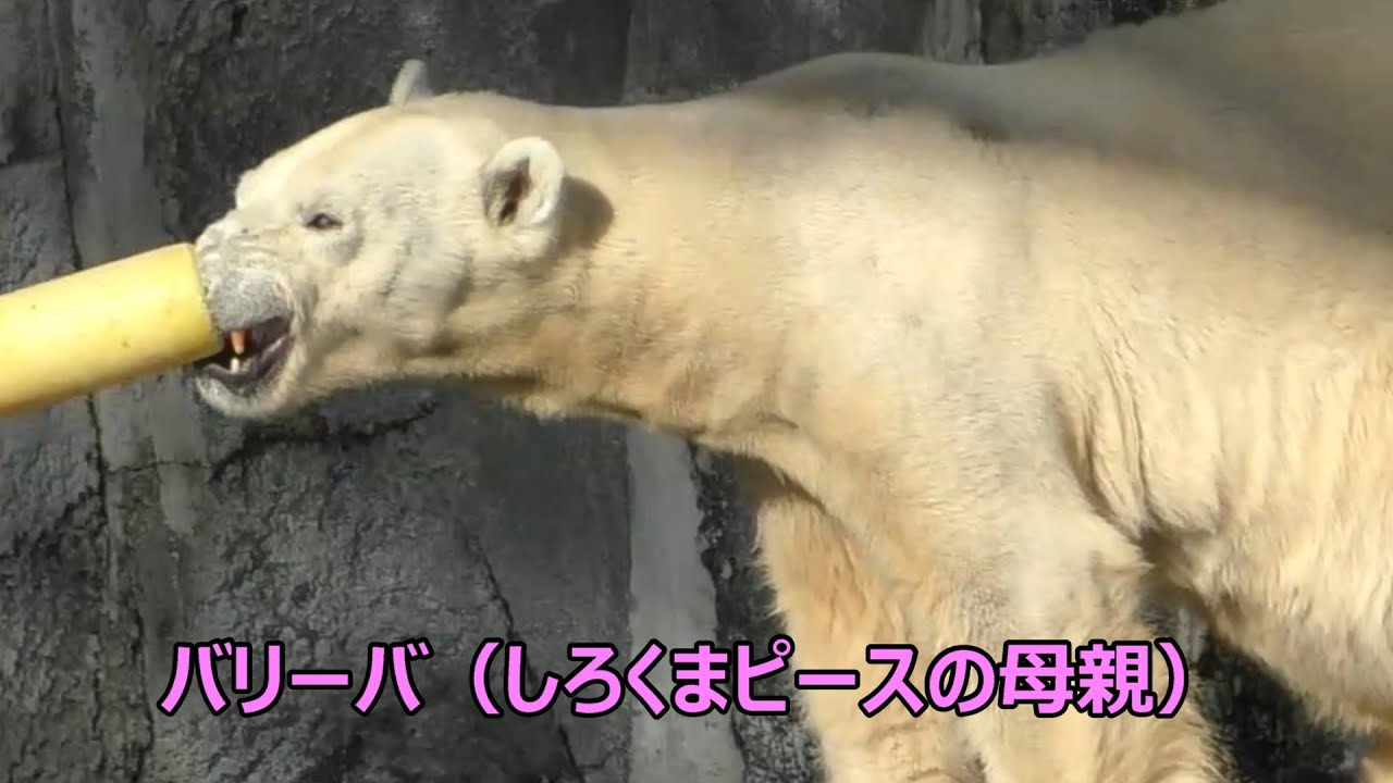 バリーバ（国内最高齢のホッキョクグマ）が34歳になった日！とべ動物園にて。