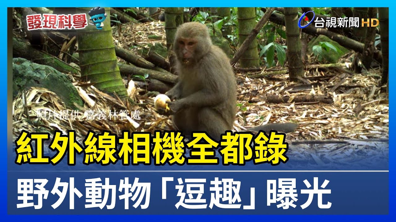 紅外線相機全都錄 野外動物「逗趣」曝光【發現科學】