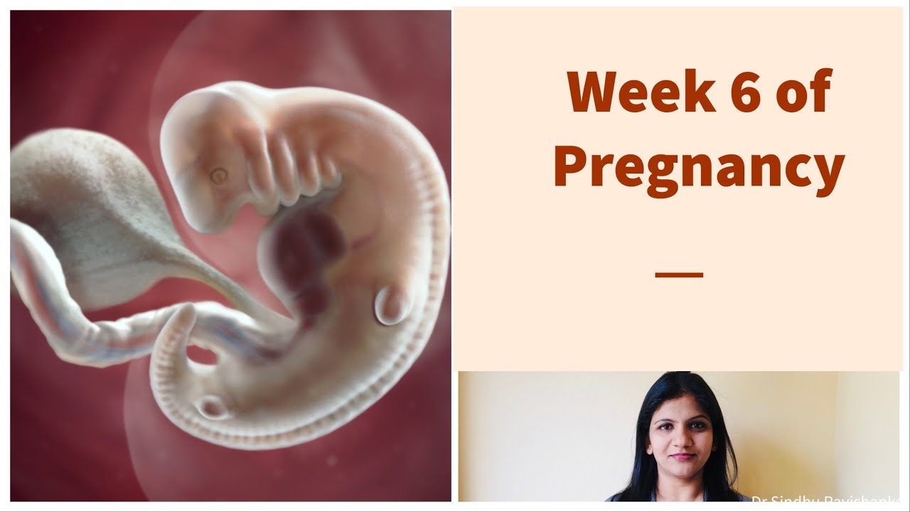 Week 6 of Pregnancy - Weekly Pregnancy Tips and Updates in Kannada