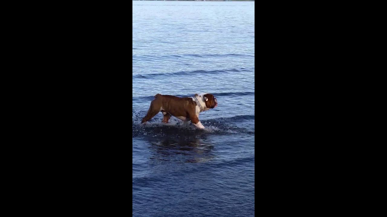 Baby Bulldog Almost Drowns!
