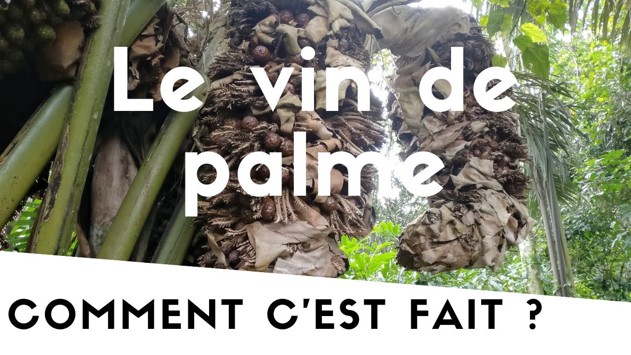 Le vin de raphia | Comment c'est fait?