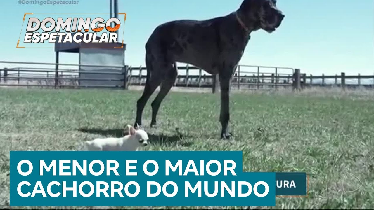 Bichos Curiosos: Maior e o menor cachorro do mundo ficam frente a frente