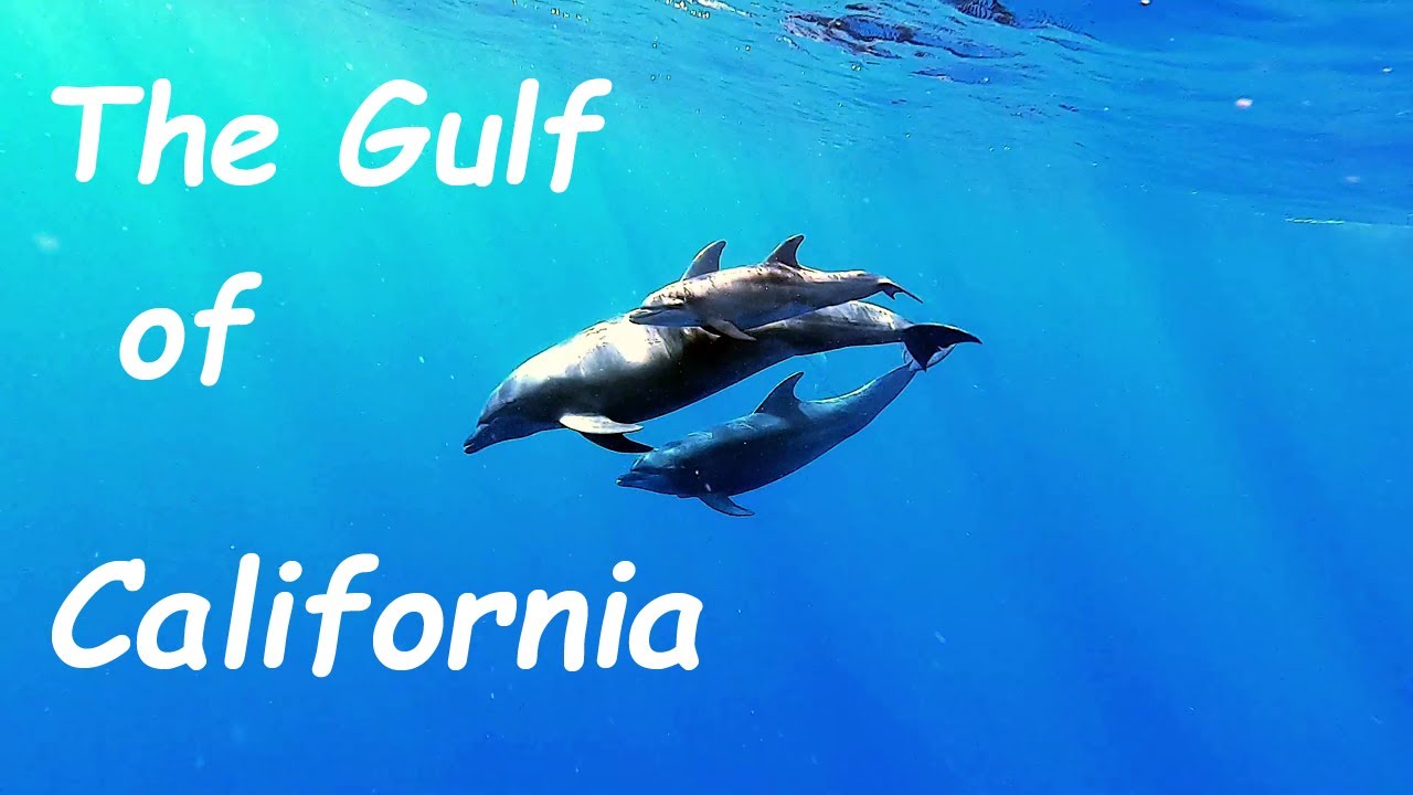 Gulf of California - amazing underwater world