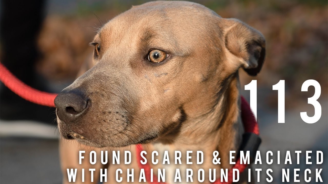 Emaciated Dog Found With Chain Around Neck | New York Bully Crew