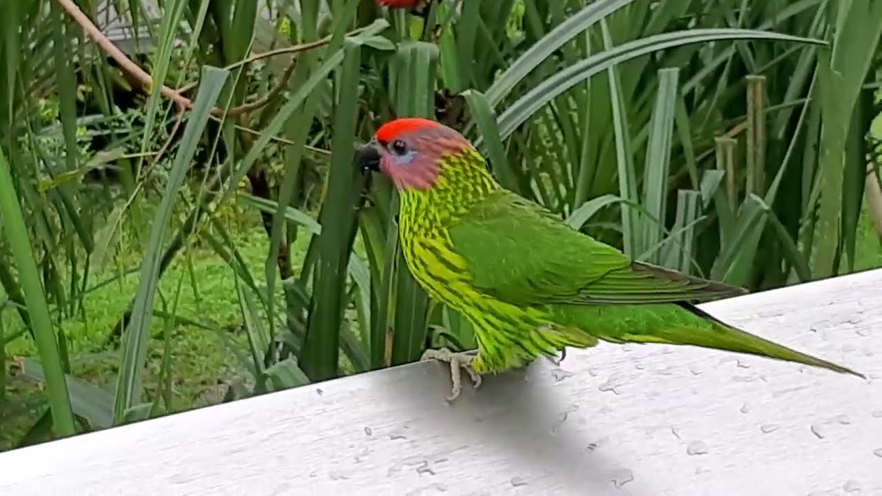 Goldie's Lorikeet | Bird Paradise Singapore