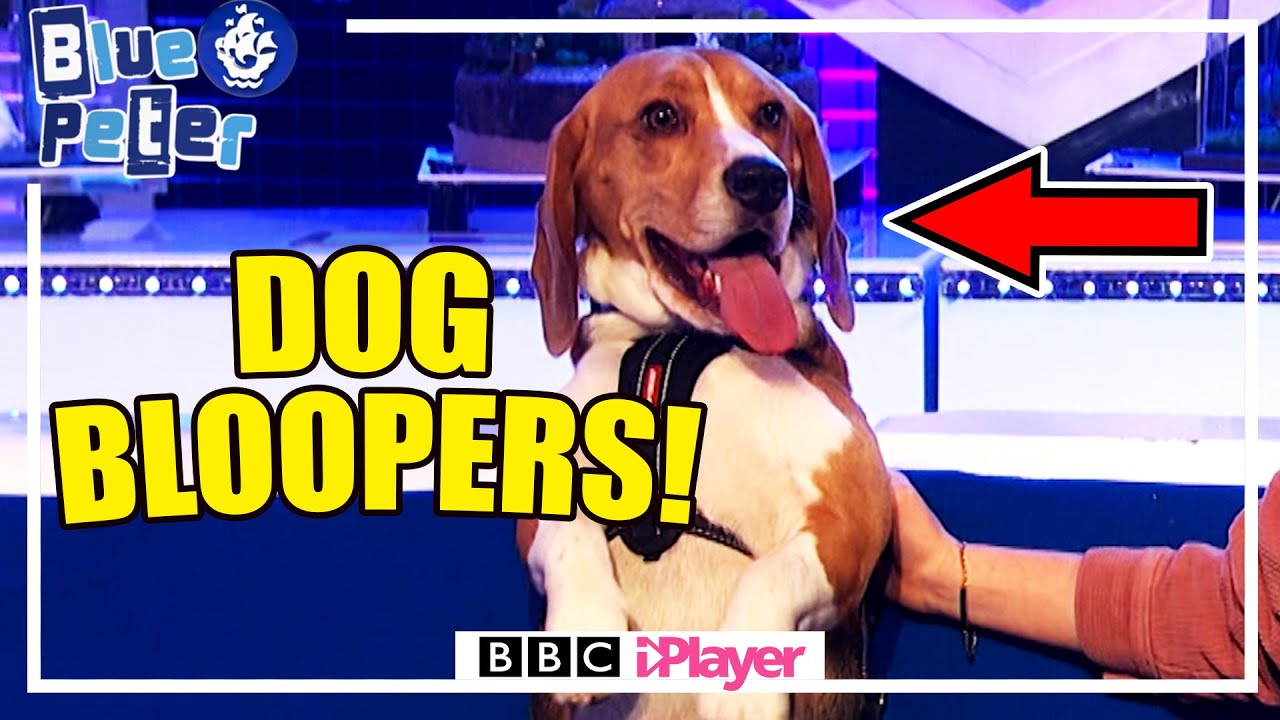 Henry the CUTE Dog BLOOPERS MONTAGE!