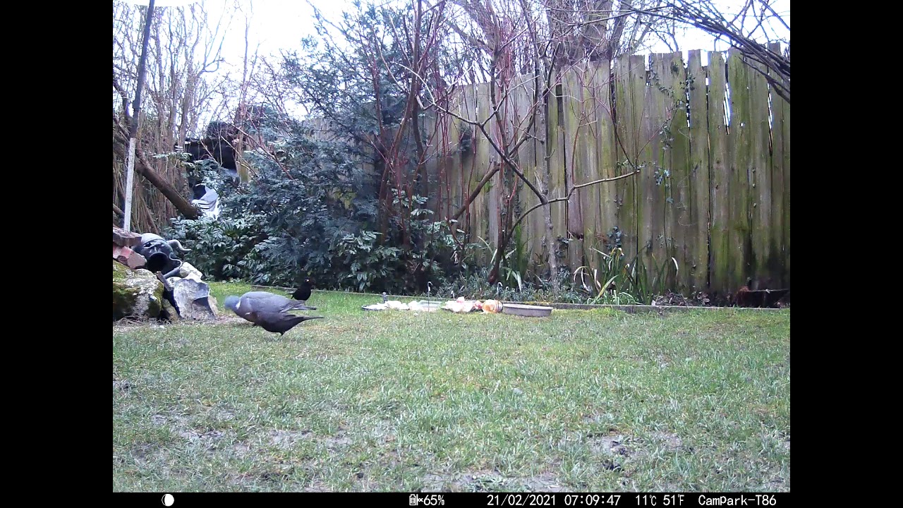 Sound of Wren Singing & Blackbirds  infrared Cambridge UK 21feb2021 710am C trail camera