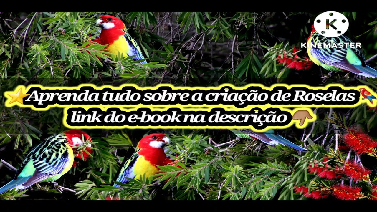 🎵O verdadeiro canto da rosela🦜 🎶(Audio cast)