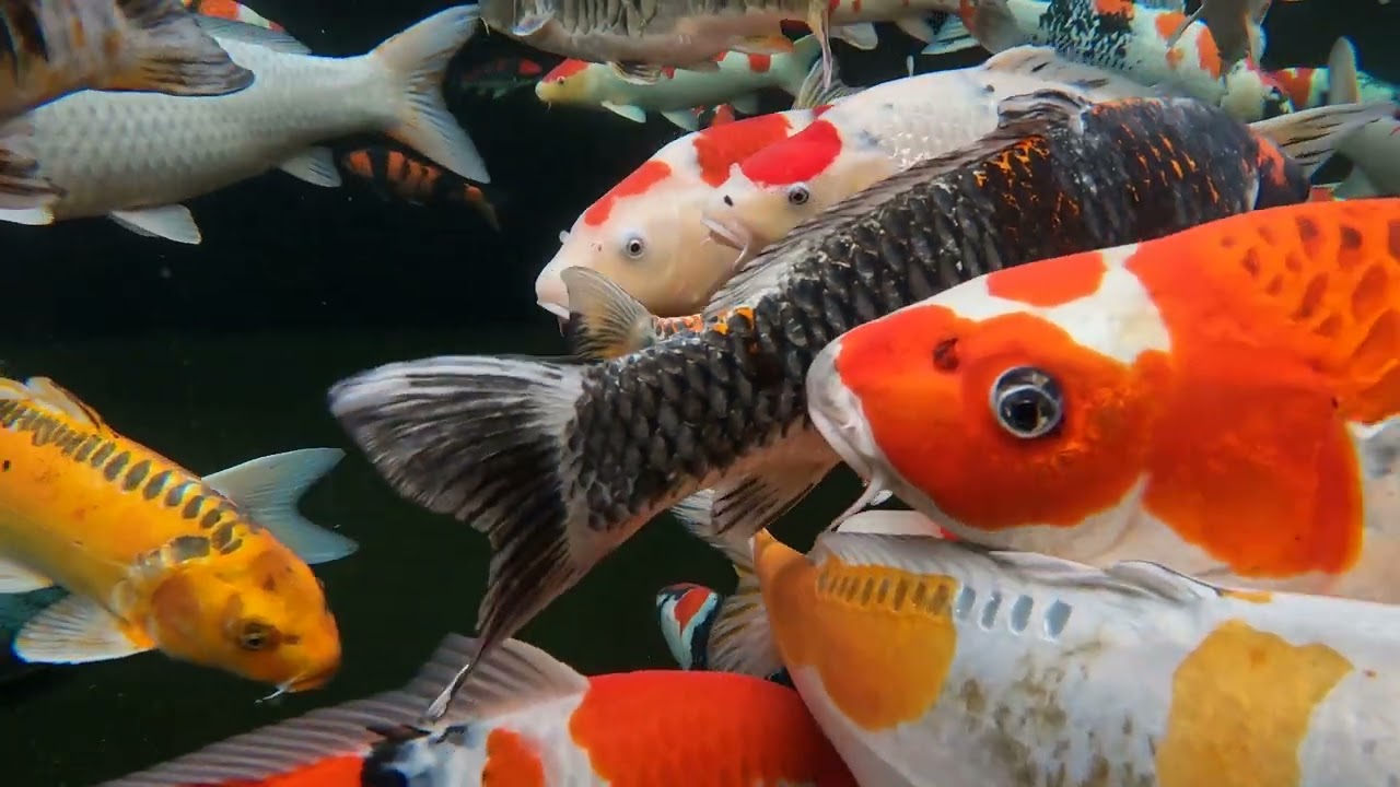 Deep Relaxation with Graceful Koi Swimming
