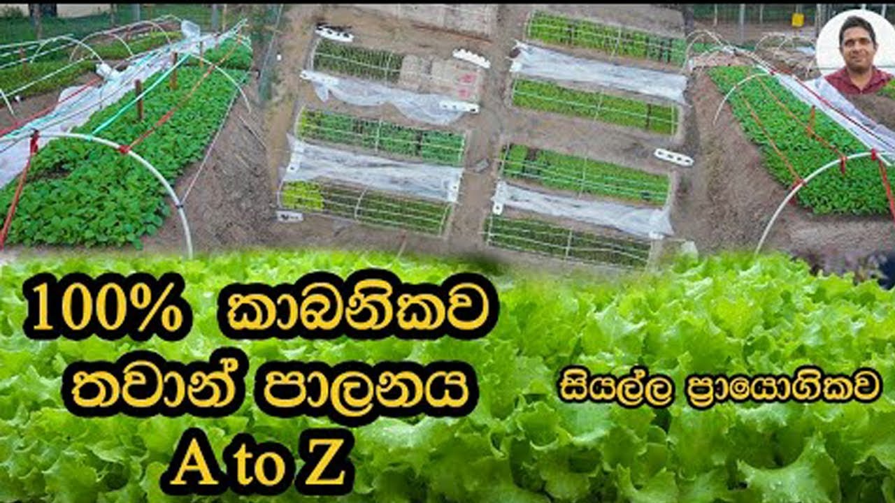 බීජ සිටවීම Home gardening Organic gardening ගෙවතු වගාව Seed planting bija sitavima thawankirima