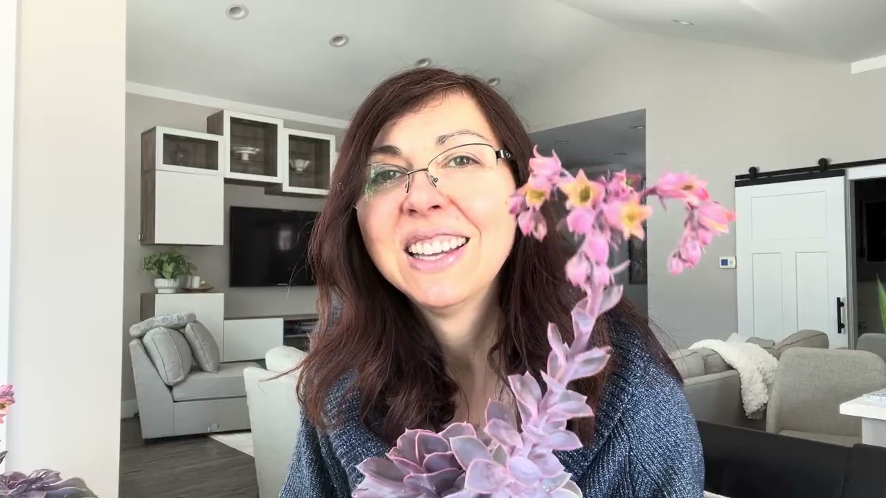 Зимнее цветение эхеверии и граптопеталума