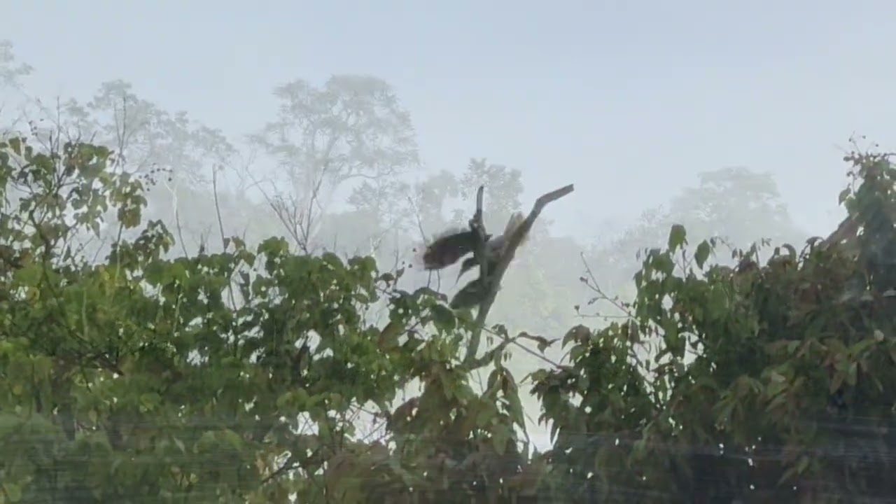 Flussfahrt Borneo - Kopel Ecoturs - Tungong Rainforest