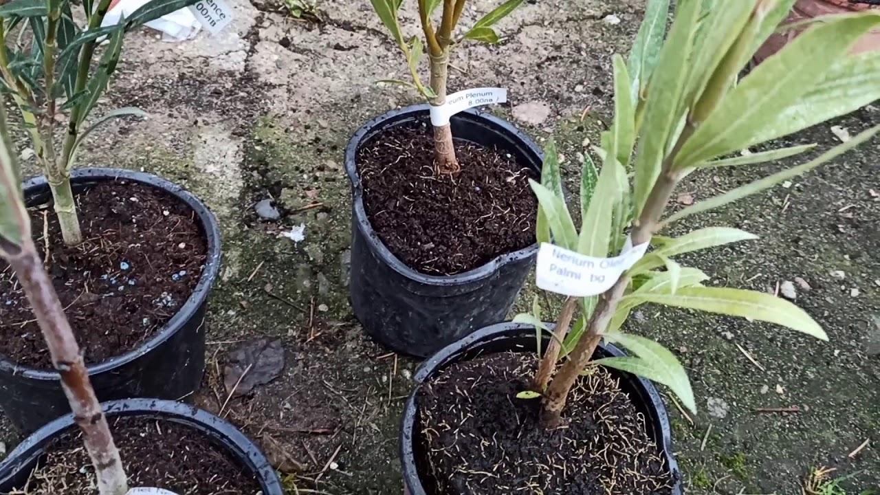 Odc. 212 Paczka z Bułgarii #2 Butia capitata, Trachycarpus, Oleander