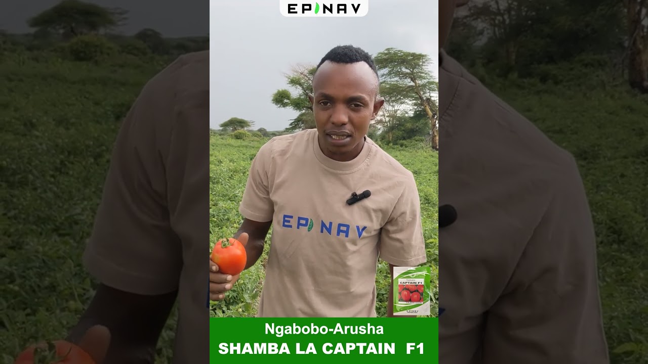 USHUHUDA KAMILI TOKA KWA MKULIMA WA MBEGU YA NYANYA CAPTAIN F1 NGABOBO ARUSHA IMELIMWA BILA KAMBA