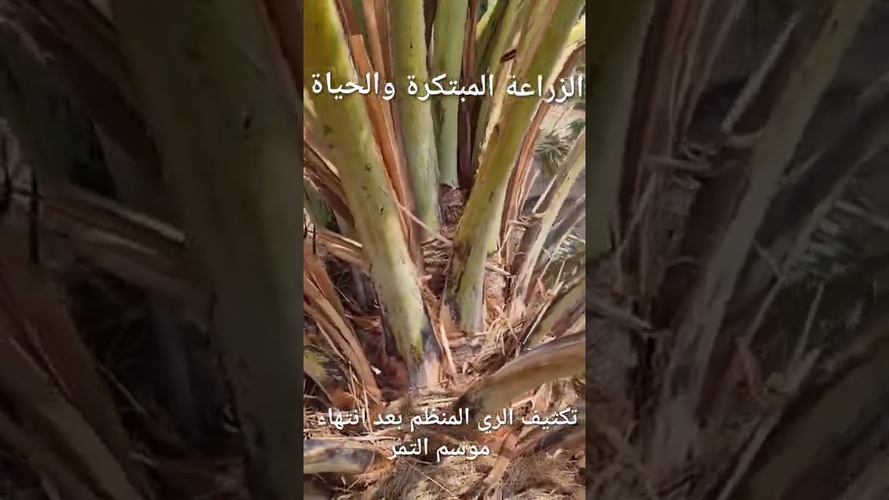 ري النخيل وزيادة الانتاج وتحسينه فديو 1