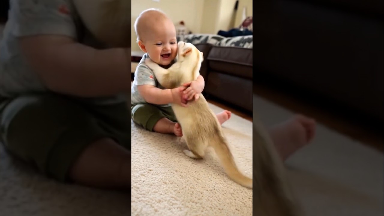 Le furet l&rsquo;animal joueur qui te choisit vraiment ! #shorts