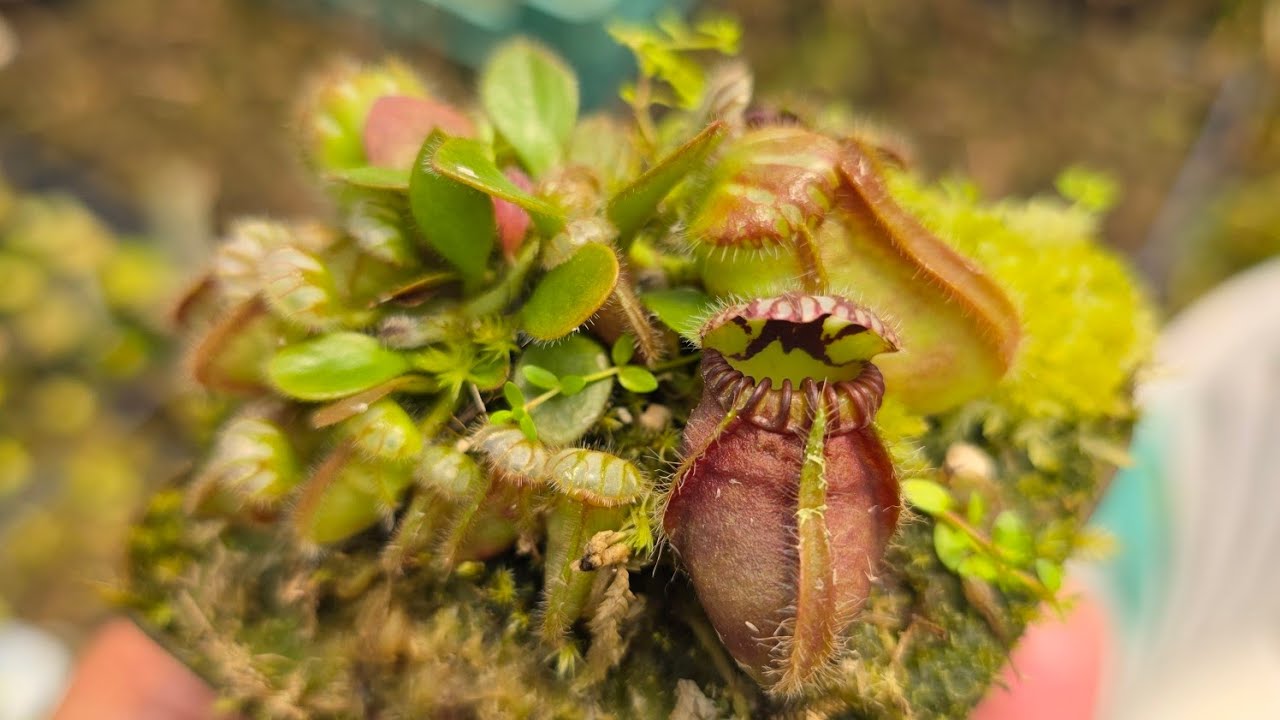 COMO CUIDAR DO CEPHALOTUS (BASICO)