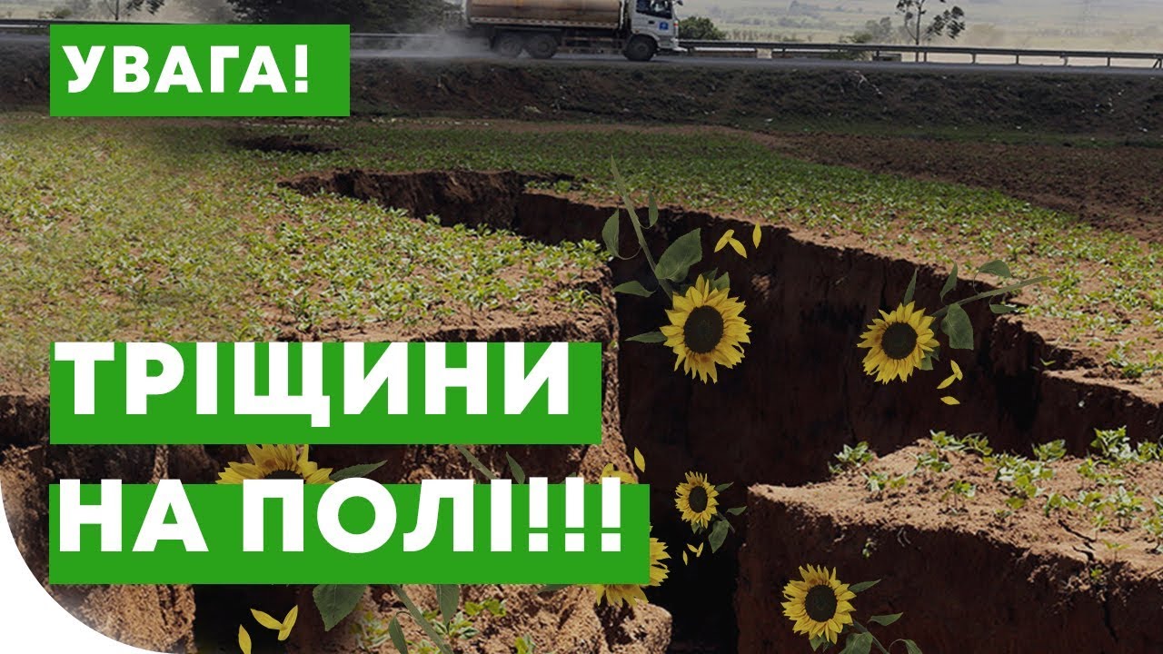 Чи треба робити міжрядну культивацію?