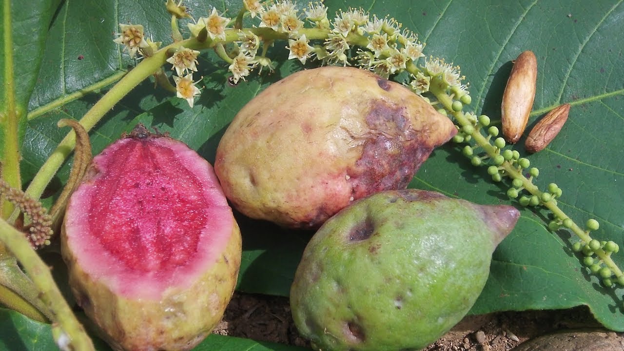 Almendra, almendre, almendro malabar, almendro de los trópicos, almendrón, falso kamani, Egombegombe