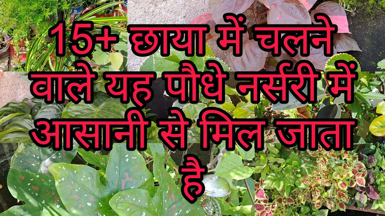 15+ अगस्त में नर्सरी से छाया में चलने वाले पौधे को लाना ना भूले #indoorplants #hardyplants 