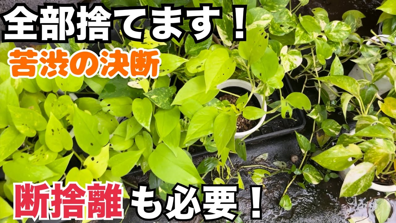 【決断】全部捨てます。