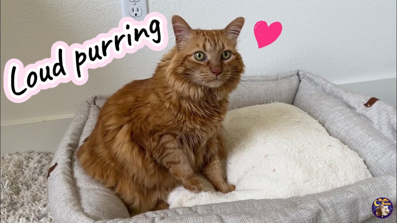 ASMR cat purring 🧡 and making biscuits #asmr #catpurring