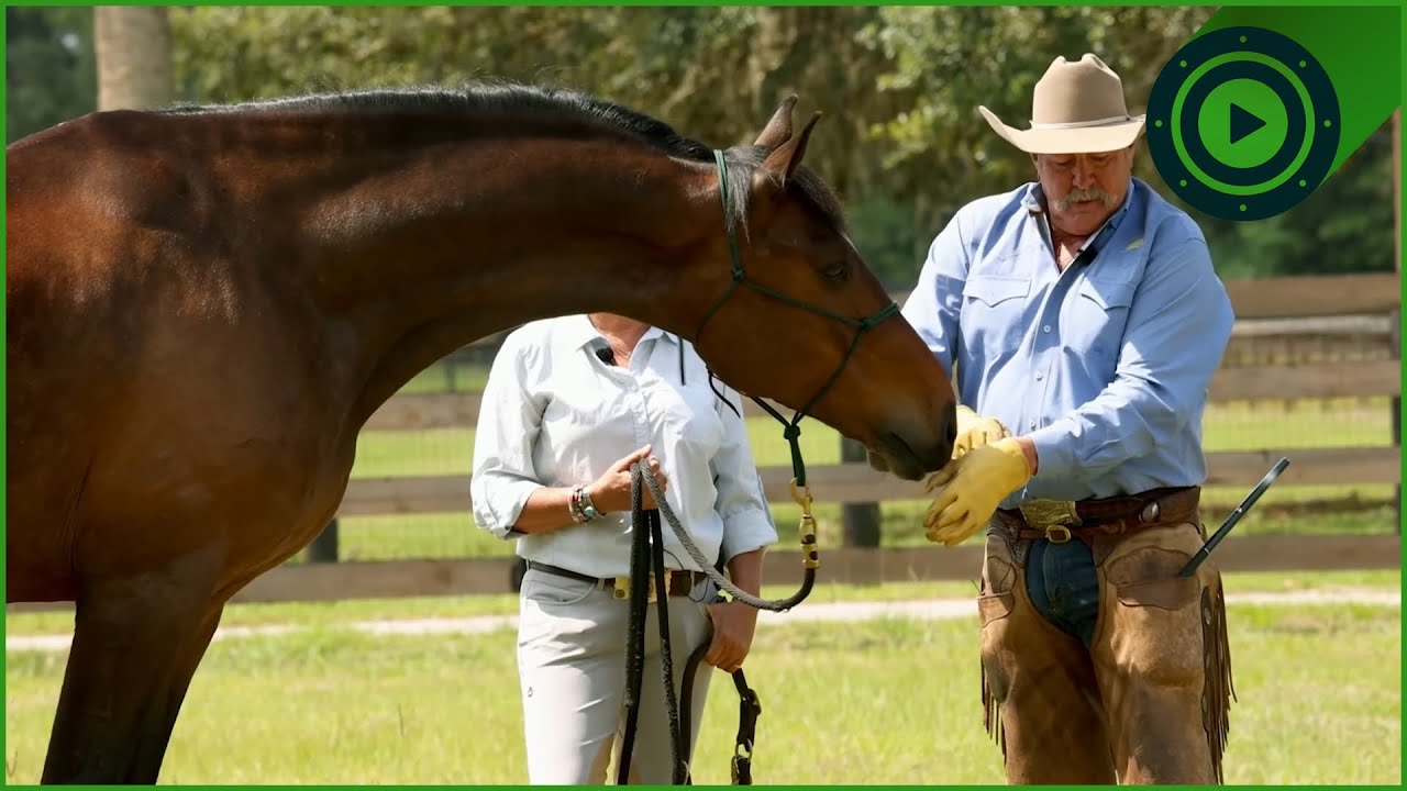 Can Pat Parelli Tame This Anxious Horse?