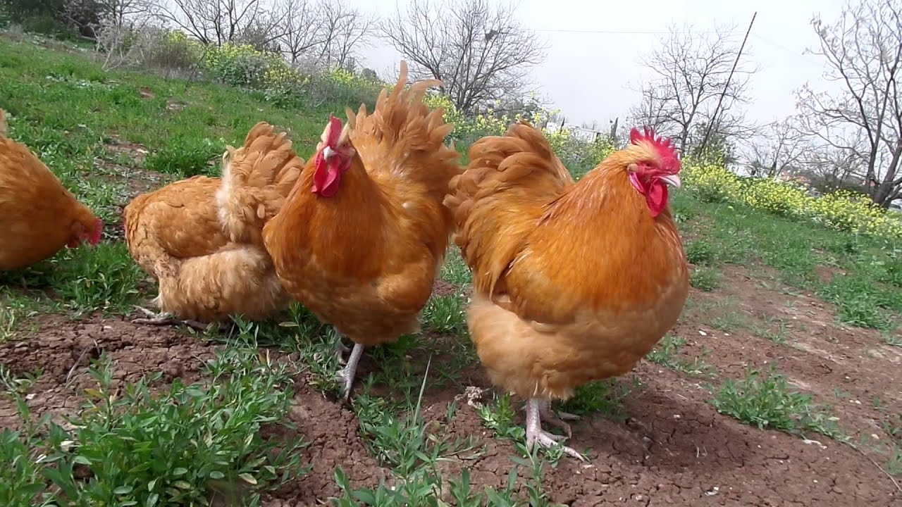 My buff Orpingtons