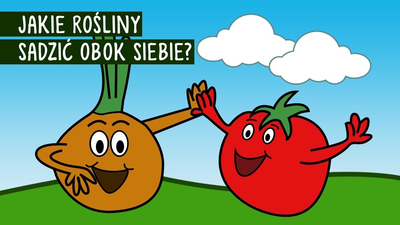 Jakie rośliny sadzić obok siebie? Te rośliny same sobie pomagają!
