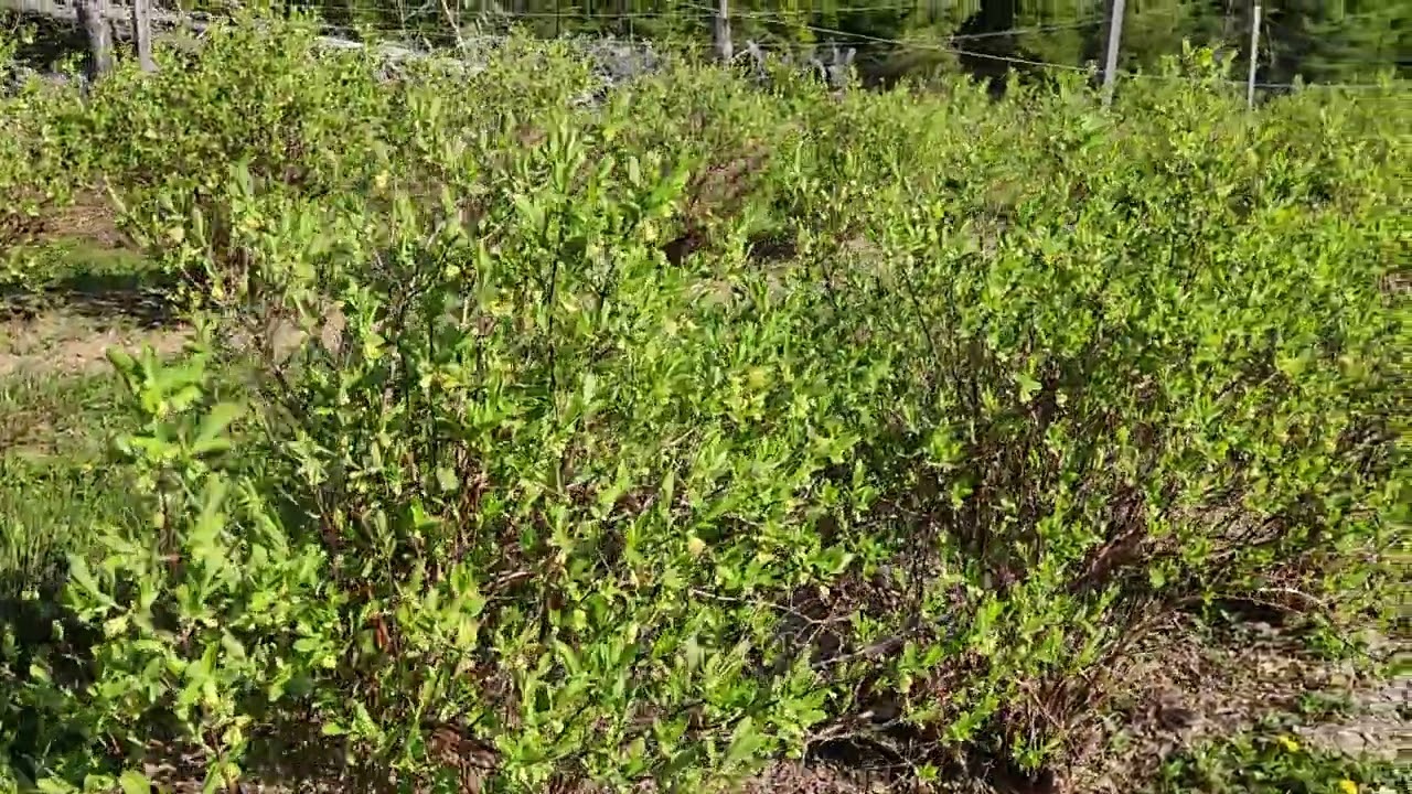 Haskap Orchard 3 2025 Update