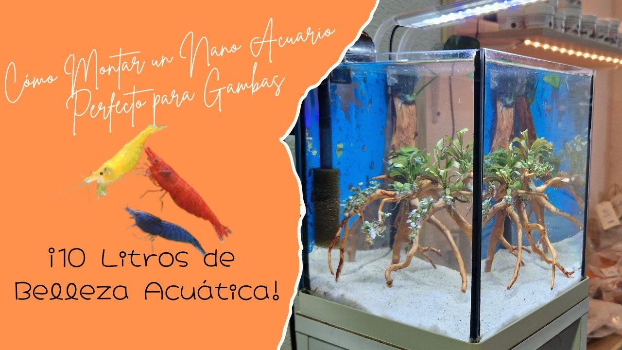 Cómo Montar un Nano Acuario Perfecto para Gambas | ¡10 Litros de Belleza Acuática!