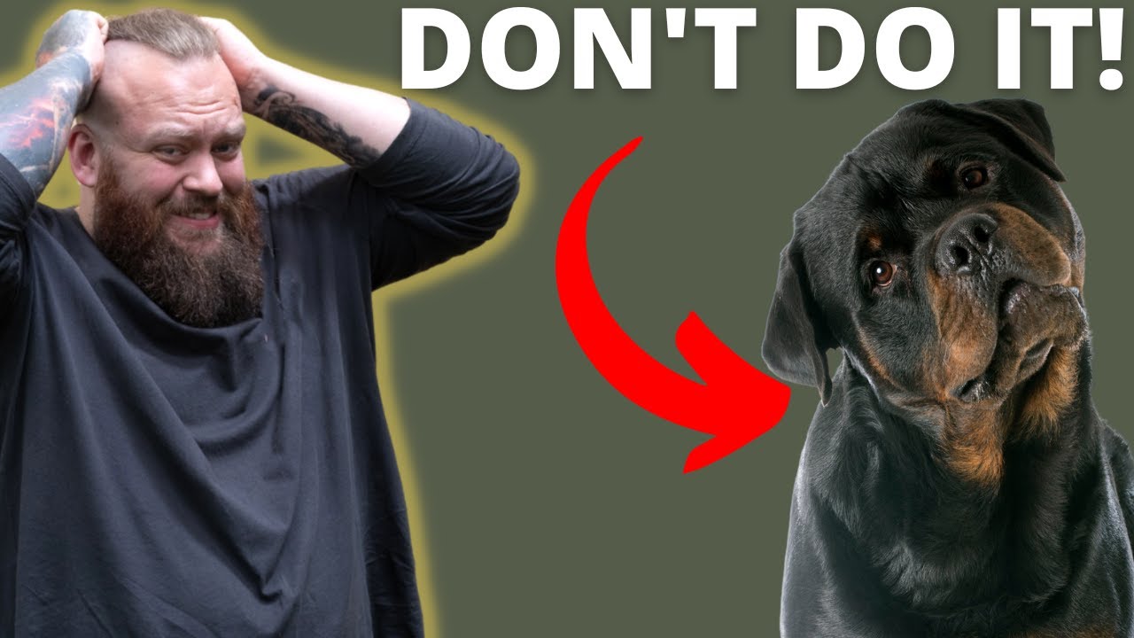 WHY YOU SHOULDN'T GET A ROTTWEILER
