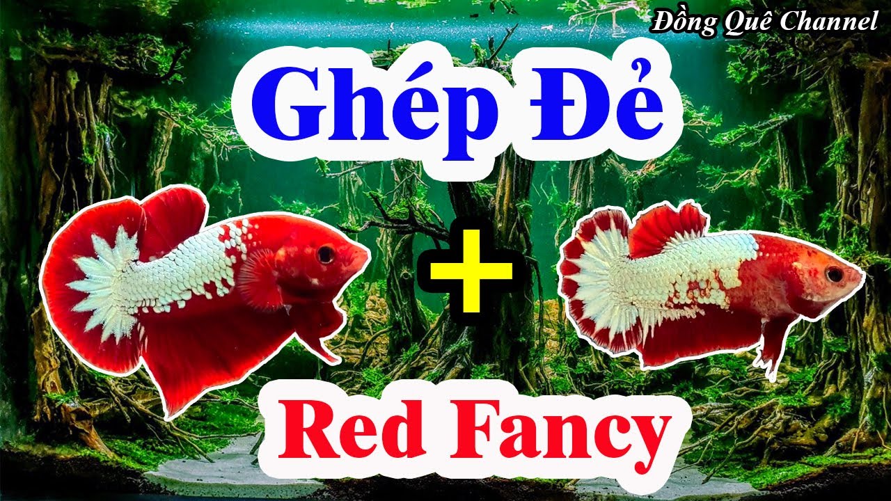 Cập Nhật Bầy Cá LIA THIA ĐỒNG Lai SUPER YELLOW - Thử Ghép Đẻ Cá Betta RED FANCY┃Đồng Quê Channel