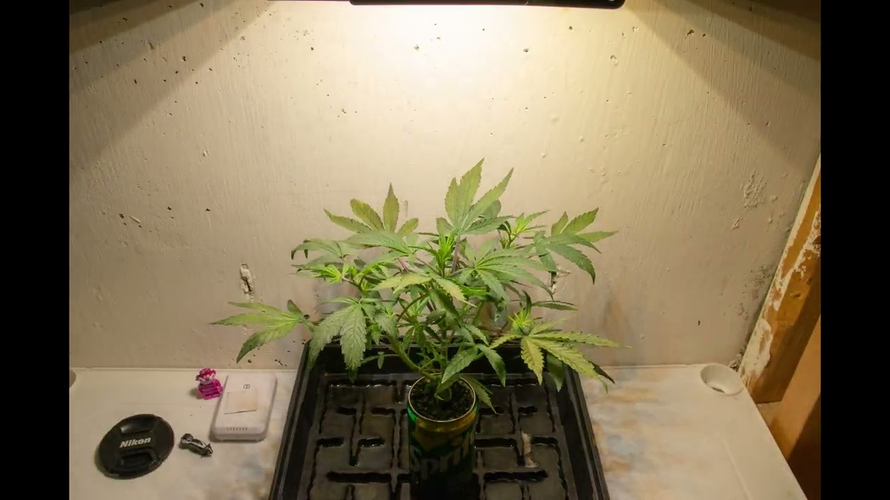 Time lapse of Magic Melon, from sprout to harvest (91 days).