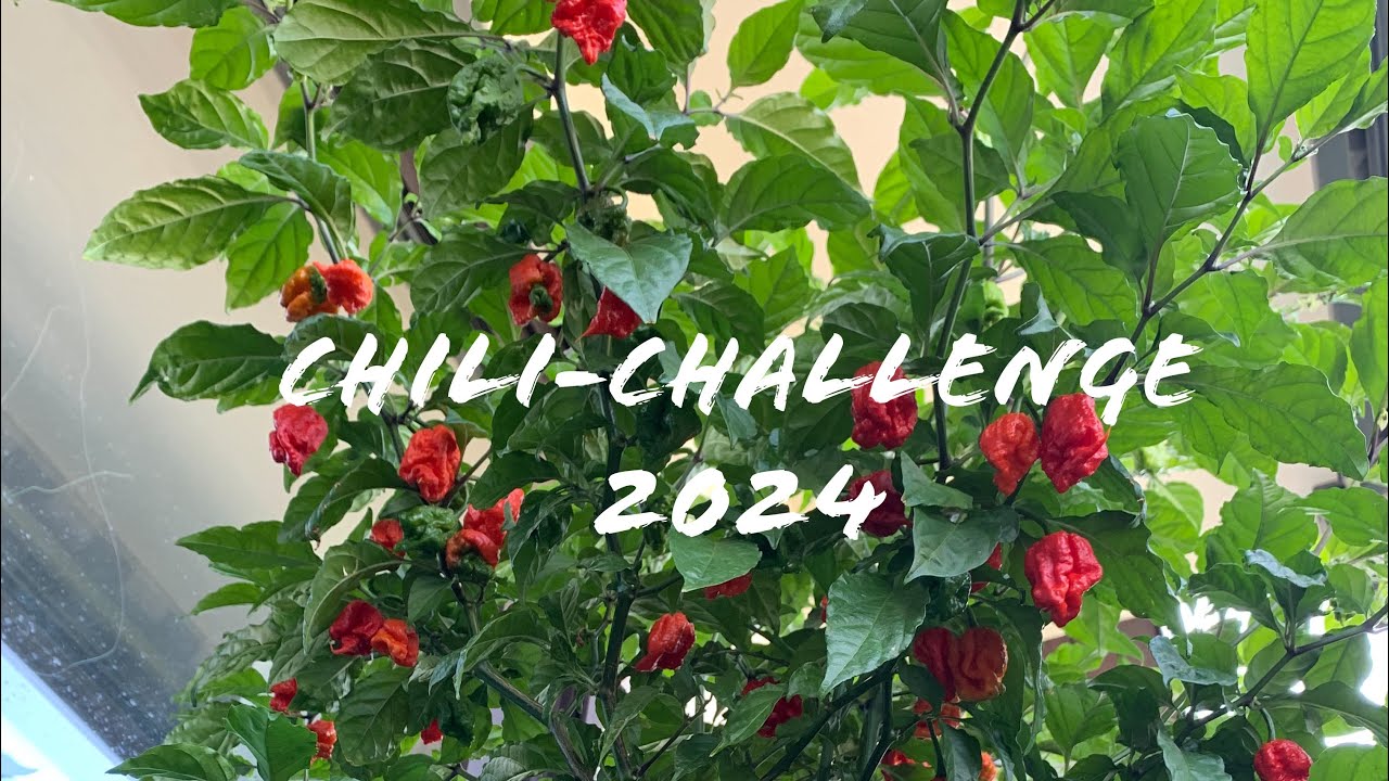 Chili-Challenge 2024 „Deutschlands größte Chilipflanze“ Vorstellungsvideo ✌🏼😬