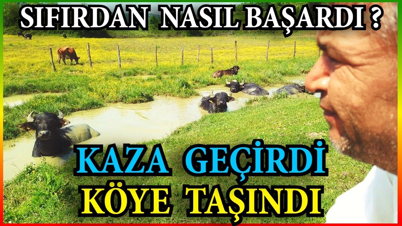 Köyde Manda Yetiştiriciliği