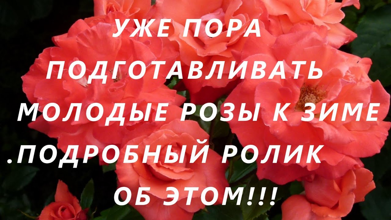 УЖЕ ПОРА ПОДГОТАВЛИВАТЬ МОЛОДЫЕ РОЗЫ К ЗИМЕ .ПОДРОБНЫЙ РОЛИК ОБ ЭТОМ!!!