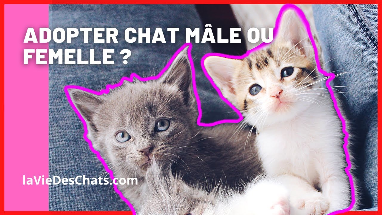 Adoption : chat mâle ou femelle ?😽👩🏼‍🦰