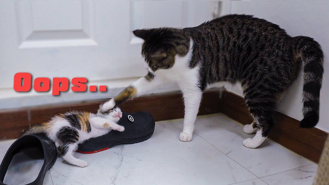 The Rescued Kitten Got Smacked By an Alpha Cat. Why... │ Episode 3