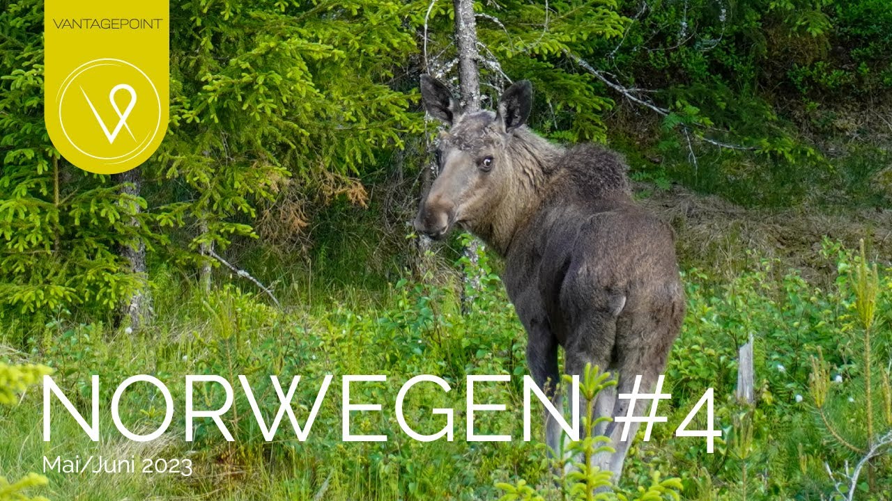 Norwegen Roadtrip 4/2023: Im Campervan durch die Telemark im Juni, grandiose Wanderungen mit Elch