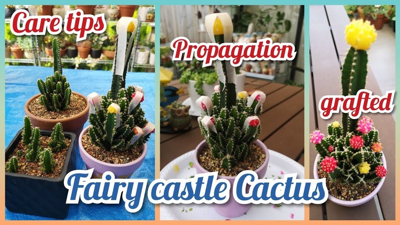 UPDATE for my grafted moon cactus in fairy castle cactus (oh no kinain ng slugs😬🙄😐)