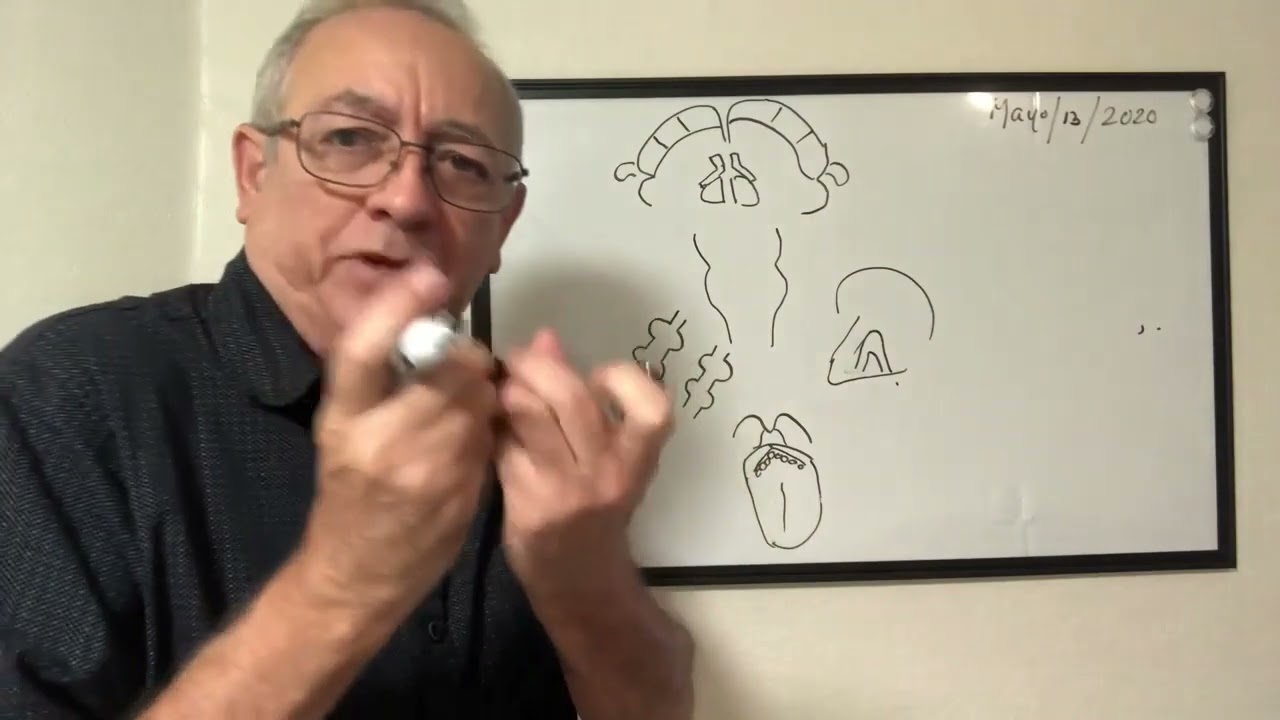 Conozca la via del gusto y sus nervios craneales  Sindrome de Sjogren