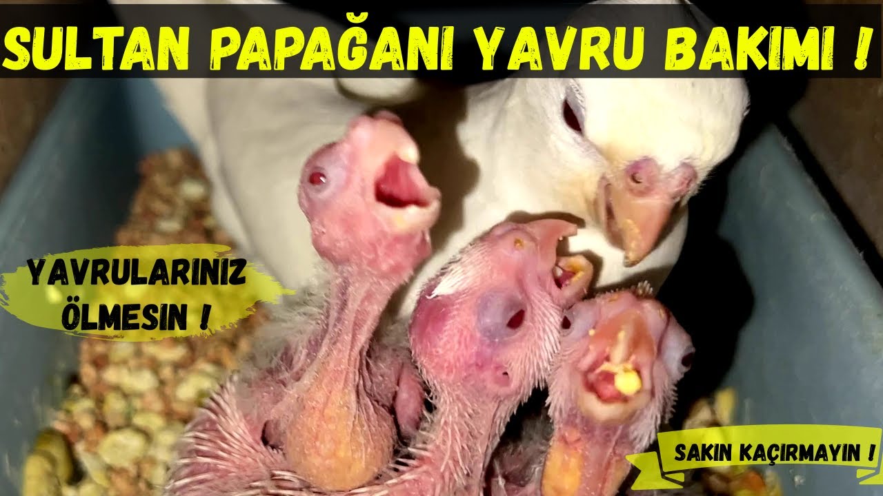 Sultan Papağanı Bakımı ve Yavru Bakımı Kafes Düzeni