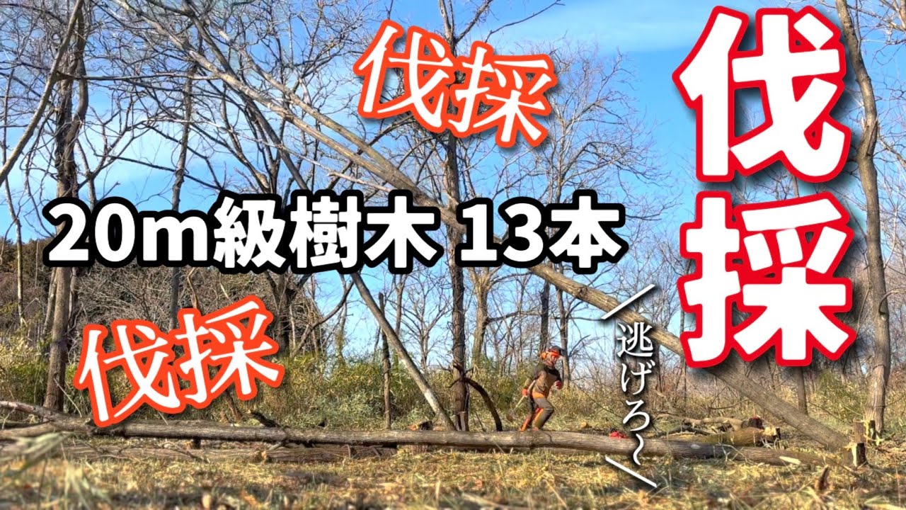 #3 民家ギリギリに立つ樹木を牽引して伐採/世界に誇る日本の優秀な薪ストーブ/笹やぶで巣ごもり？可愛いニワトリたち♡