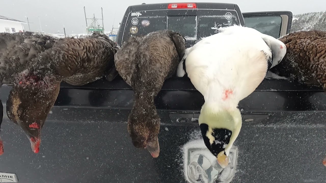 Eider Duck Hunting in Newfoundland with Margaree Outfitters!