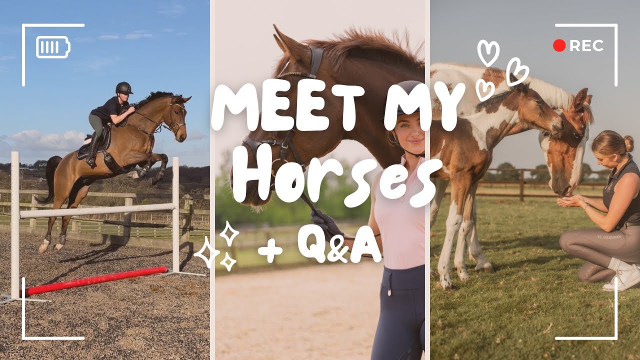 MEET MY HORSES (+ Answering your Q&A Questions) 🐴🤩❔
