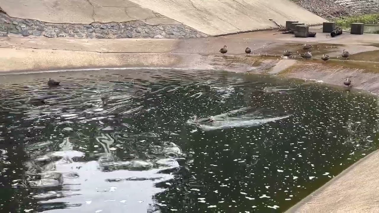 Minutes with Our Native Ducks at Duck Pond in the Park. Beautiful Settings & Pleasant to Watch them