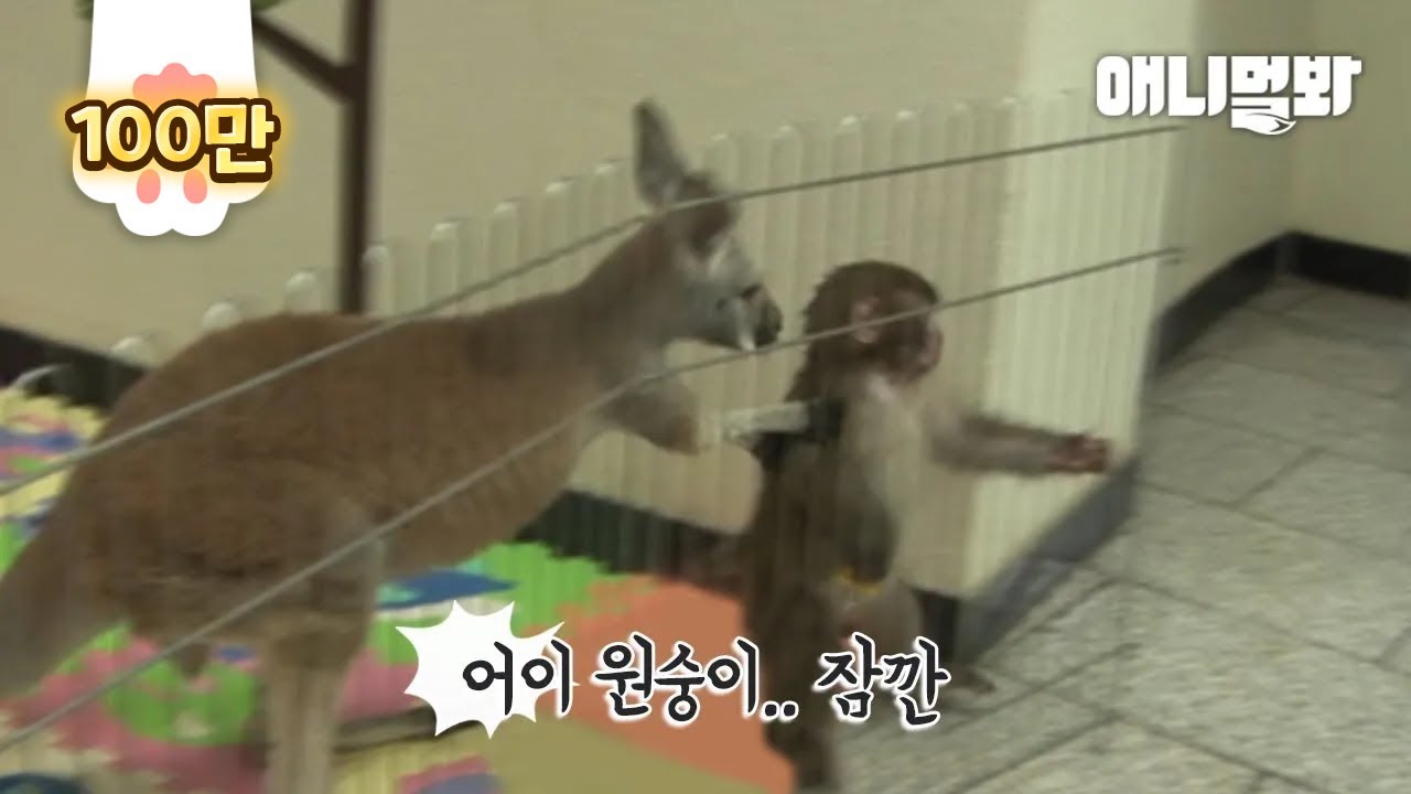 미안하다고 사과하는 아기 원숭이한테 아기 캥거루가 한 행동.. 대박ㅣWhat Baby Kangaroo Did To Apologizing Monkey Lol