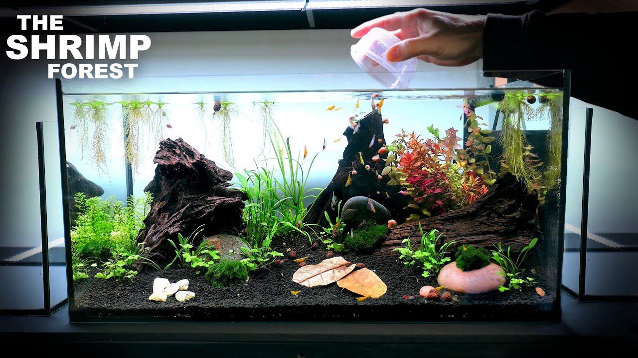 Лес креветок: НОВАЯ настройка для аквариума Neocaridina Aquascape. Учебное пособие.